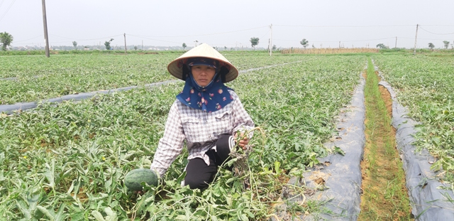 Nghệ An: Xót xa 5 sào dưa hấu của nông dân đang đến mùa thu hoạch bị kẻ xấu chặt phá