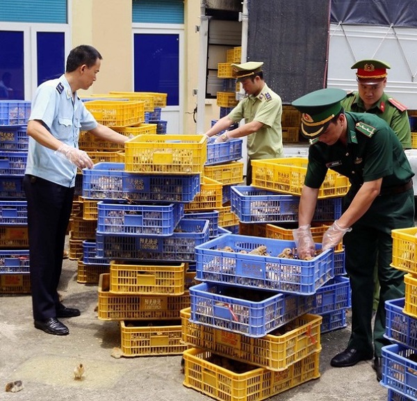 Quảng Ninh: Bắt giữ đối tượng vận chuyển hơn 22.000 con gà giống không rõ nguồn gốc - Hình 1