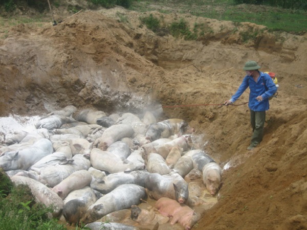 Hơn 1,22 triệu con lợn bị tiêu hủy do dịch tả lợn châu Phi - Hình 1
