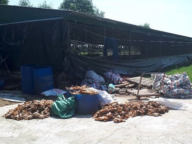 Hà Tĩnh: Bị ném gạch đá vào trang trại, gần 1.200 con gà chết - Hình 1