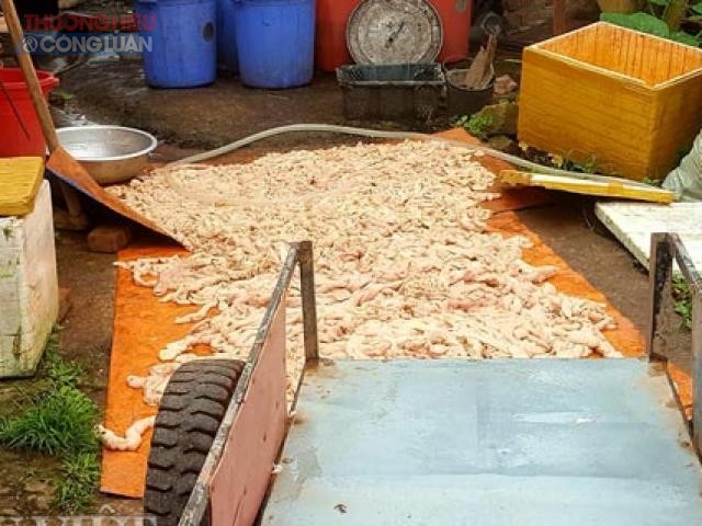 Lạng Sơn: Thu hồi 800kg lòng lợn đã chuyển màu ở xưởng chế biến thực phẩm An Phát - Hình 1