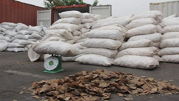 Hải Phòng: Bắt giữ hơn 8 tấn vẩy tê tê tại cảng Vip Green - Hình 1