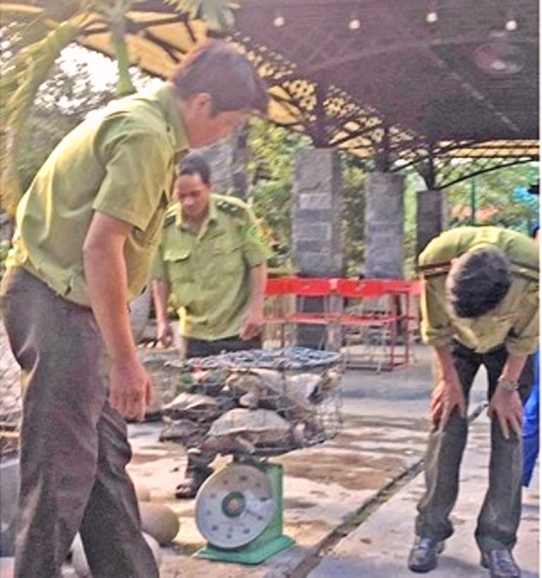 Quảng Nam: Phát hiện 7 cá thể rùa nuôi trái phép tại Bắc Trà My - Hình 1