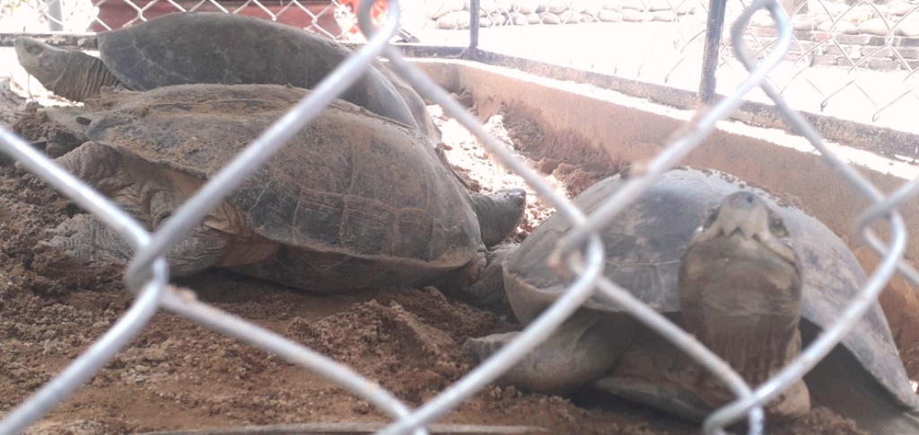 Quảng Nam: Phát hiện 7 cá thể rùa nuôi trái phép tại Bắc Trà My - Hình 2
