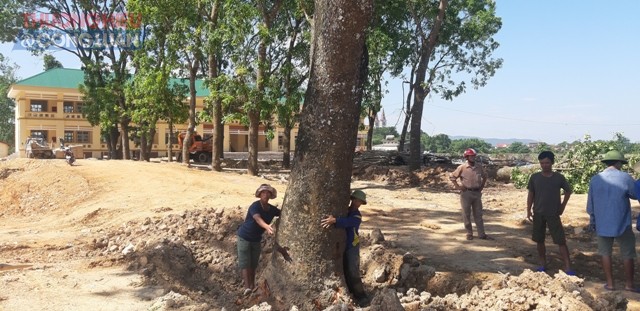 Xã Long Thành (Yên Thành, Nghệ An): Giáo viên, phụ huynh phản đối việc chặt hạ hàng loạt cây xanh - Hình 3