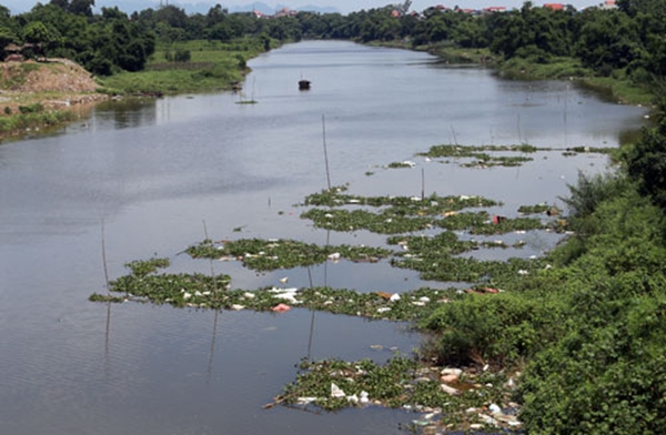 Chi cục Chăn nuôi và thú y lên tiếng về thông tin ‘Nhiều xác lợn chết trôi trên sông ở Hà Nội’ - Hình 1