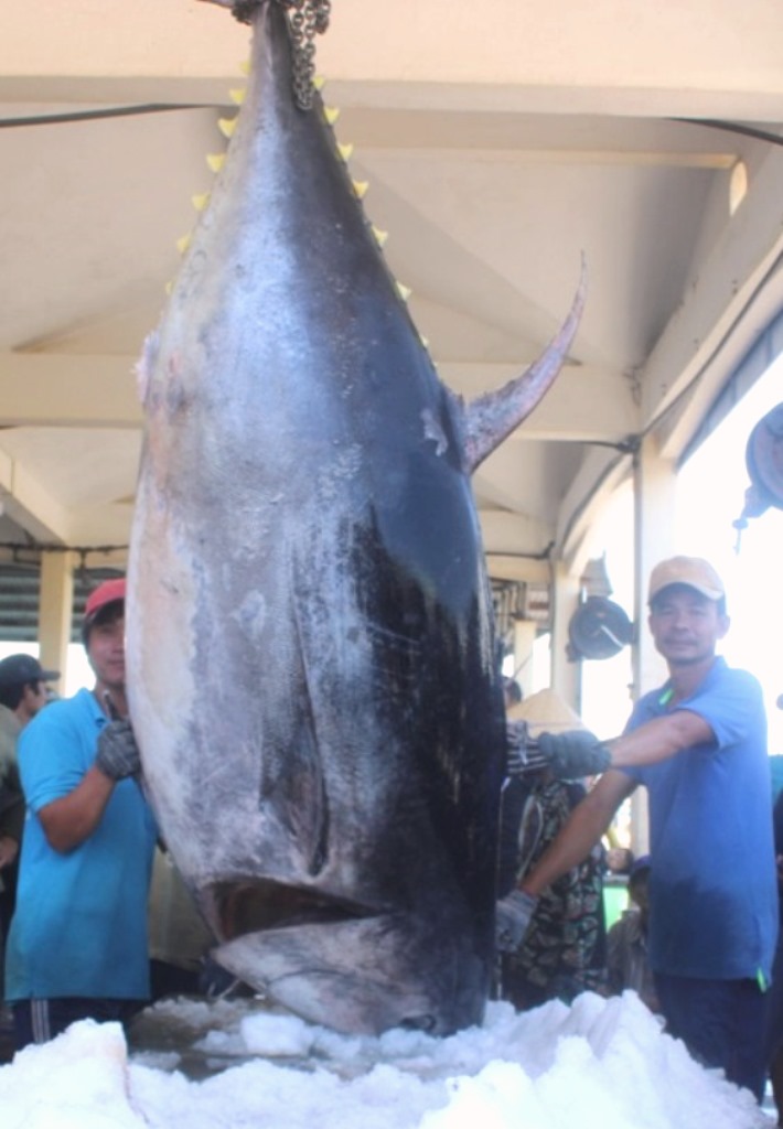 Phú Yên: Ngư dân câu được cá ngừ "khủng" vây xanh nặng 367 kg