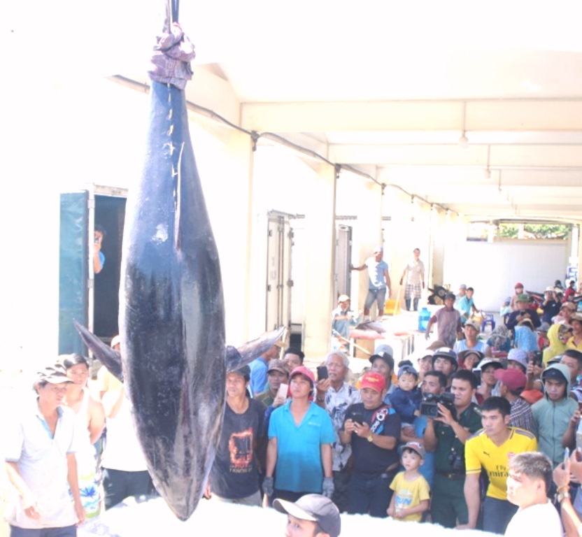 Phú Yên: Ngư dân câu được cá ngừ 