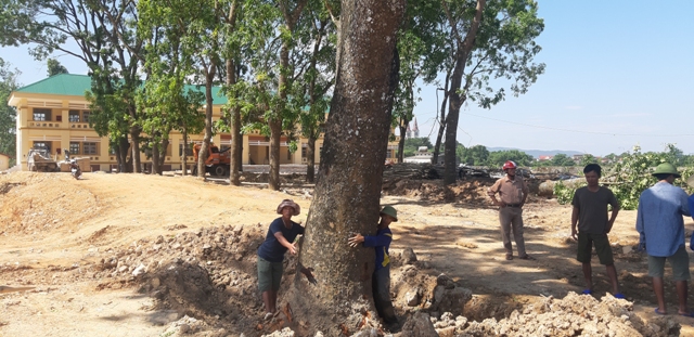 Viết tiếp bài “Giáo viên, phụ huynh phản đối việc chặt hạ hàng loạt cây xanh”