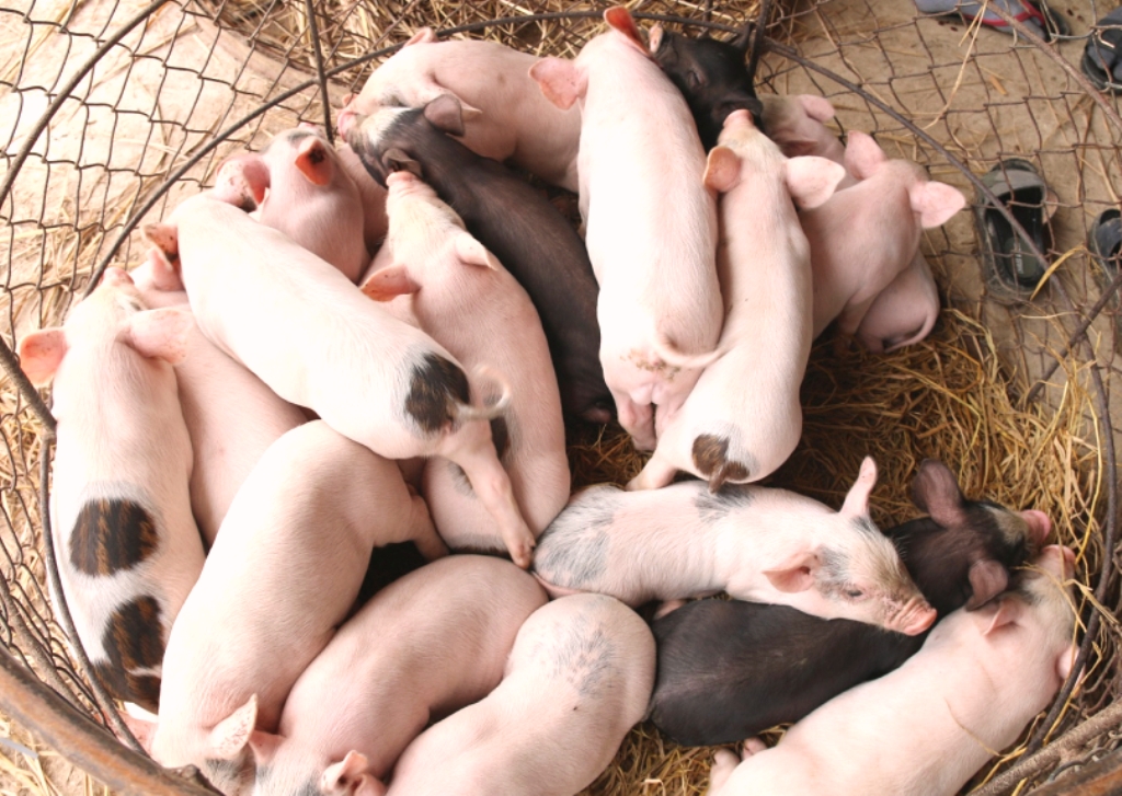 Quảng Nam: Chủ tịch tỉnh chỉ đạo “nóng” dịch tả lợn châu Phi