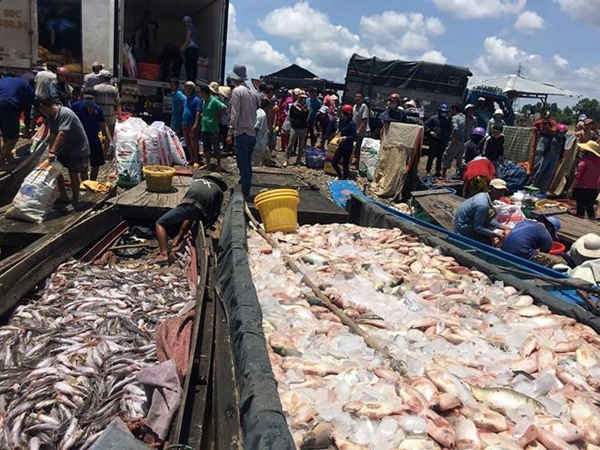 Cá chết trên sông La Ngà đã tăng lên gần 1.000 tấn - Hình 1