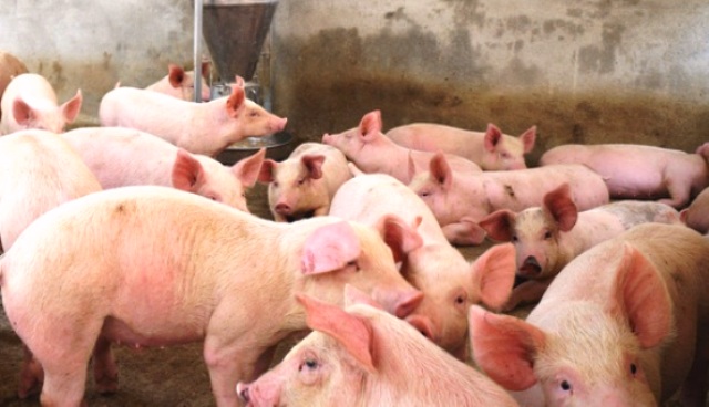 Quảng Nam: Dịch tả lợn châu Phi có nguy cơ lan rộng - Hình 2