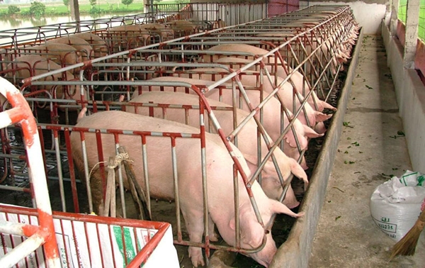 Bắc Ninh: Vệ sinh môi trường, tiêu diệt mầm bệnh dịch tả lợn châu Phi - Hình 1