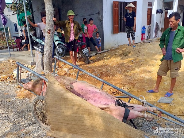 Nghệ An: Tiêu hủy gần 1.000 con lợn mắc dịch tả châu Phi