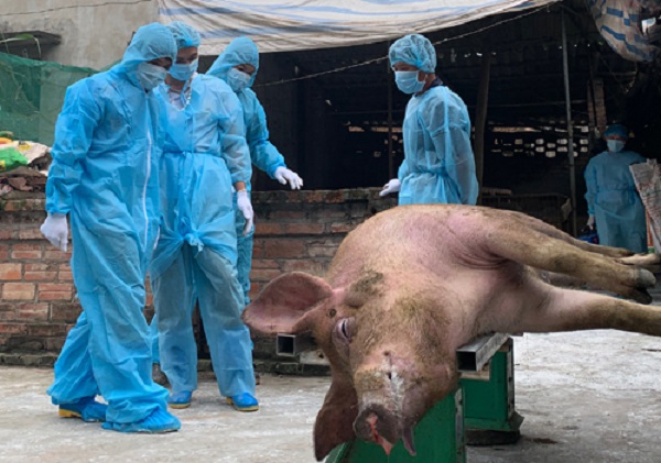 Hà Nội: Hỗ trợ thiệt hại lợn bị bệnh, lợn chết do dịch tả lợn châu Phi - Hình 1