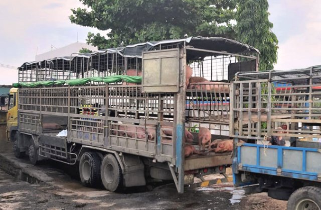 Quảng Nam: Phát hiện xe tải chở đàn heo nhiễm dịch tả lợn Châu Phi - Hình 1