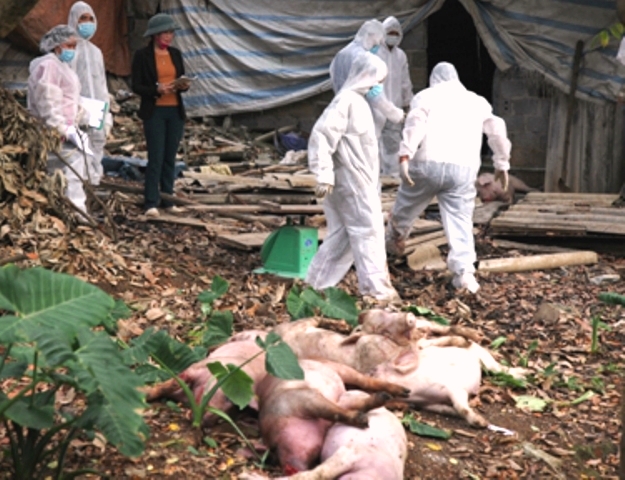 Quảng Nam:Khẩn trương đối phó với dịch tả lợn Châu Phi đang lây lan trên diện rộng - Hình 1