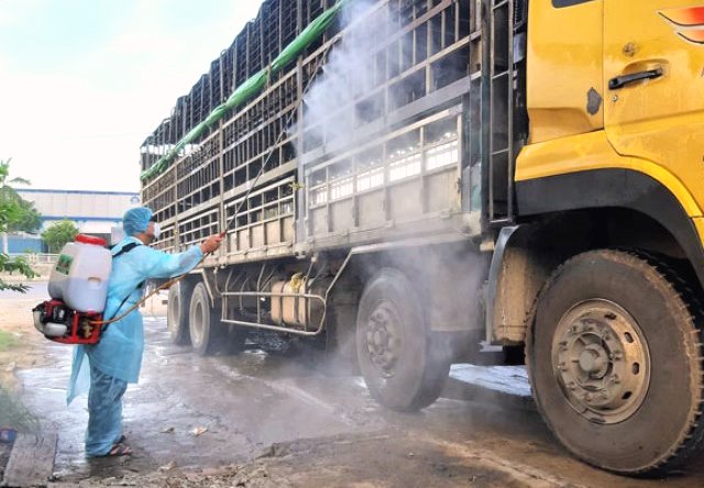 Quảng Nam: Phát hiện xe tải chở đàn heo nhiễm dịch tả lợn Châu Phi - Hình 2