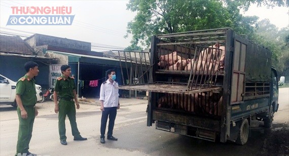 Thanh Hóa: Bắt xe tải chở hơn 2 tấn lợn không chứng nhận kiểm dịch - Hình 1