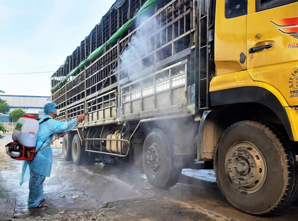 Quảng Nam: Bắt giữ xe tải chở lợn nhiễm dịch tả châu Phi trên đường đi tiêu thụ - Hình 1
