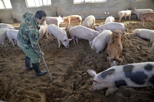 Hà Nội: Tiếp tục quyết liệt triển khai công tác phòng, chống bệnh dịch tả lợn châu Phi - Hình 1