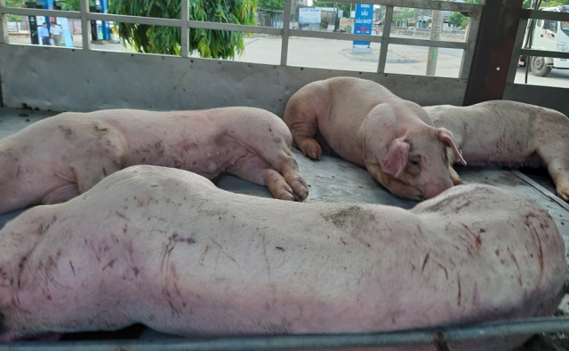 Quảng Nam: Dịch tả lợn châu Phi đã lan ra diện rộng lên huyện miền núi - Hình 1