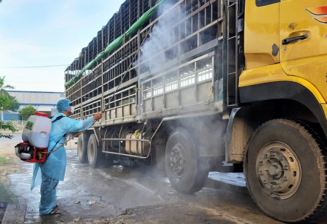 Quảng Nam: Dịch tả lợn châu Phi đã lan ra diện rộng lên huyện miền núi