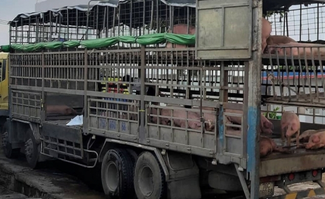 Quảng Nam: Dịch tả lợn châu Phi đã lan ra diện rộng lên huyện miền núi - Hình 3