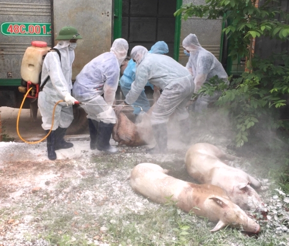 Đắk Lắk: Tiêu hủy đàn lợn bị nhiễm virus dịch tả lợn châu Phi - Hình 1