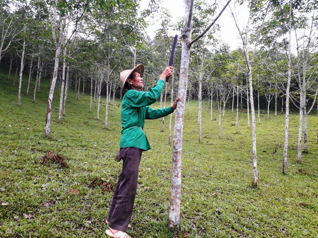 Nông dân mong đợi: Giá mủ cây cao su bao giờ cho đến... ngày xưa?