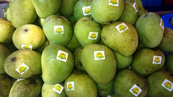 10 tấn xoài Yên Châu chính thức được xuất khẩu đi Mỹ, Anh