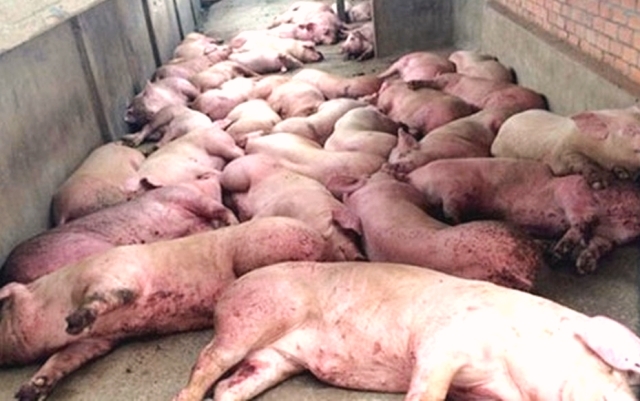 Kon Tum: Xuất hiện ổ dịch tả lợn châu Phi đầu tiên