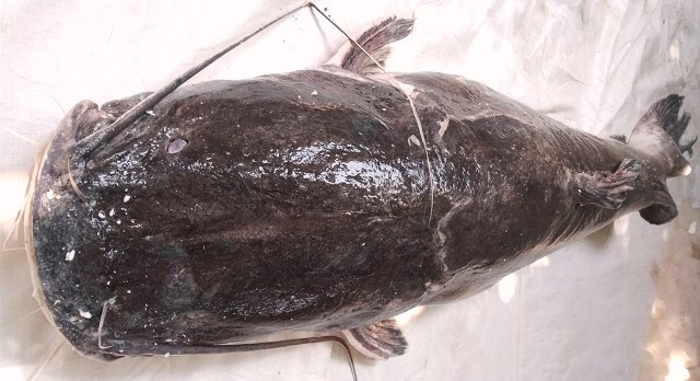 Đăk Lăk: Bắt được cá lăng đuôi đỏ “khủng” nặng hơn 77 kg trên sông Serepok