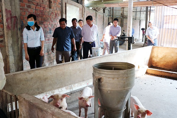 Việt Nam thiệt hại 3.600 tỷ đồng vì dịch tả lợn châu Phi - Hình 1