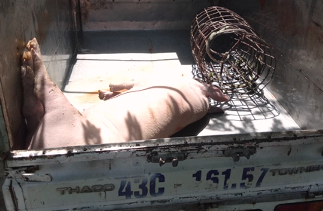 Tài xế chở lợn chết từ vùng dịch ra Đà Nẵng tiêu thụ - Hình 2