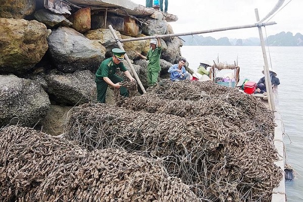Quảng Ninh: Bắt giữ 30.000 dây hàu giống nhập lậu - Hình 1