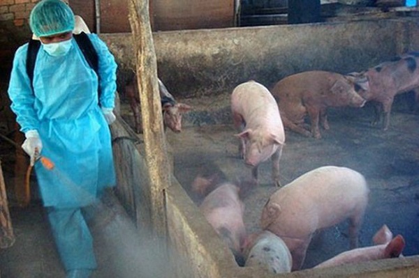 Tái đàn lợn trong thời gian xảy ra dịch bệnh không khai báo sẽ bị xử lý vi phạm - Hình 1