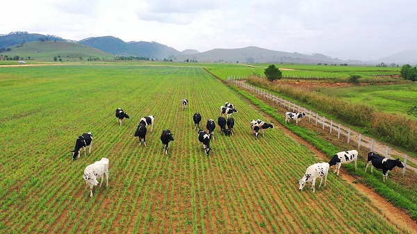 Dấu ấn mang tên Vinamilk trong ngành chăn nuôi bò sữa công nghệ cao Việt Nam - Hình 6