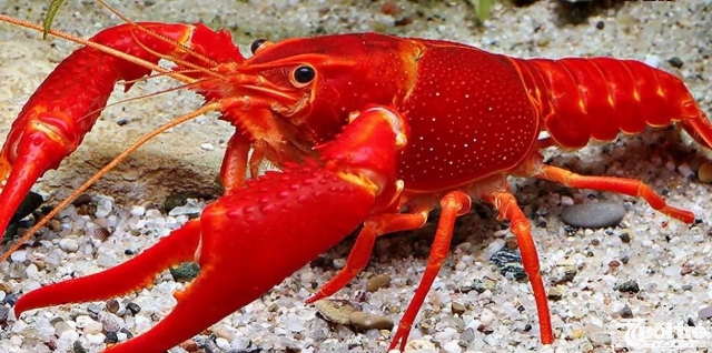 Đà Nẵng: Siết chặt, rà soát, xử lý nghiêm các nhà hàng có kinh doanh tôm càng đỏ