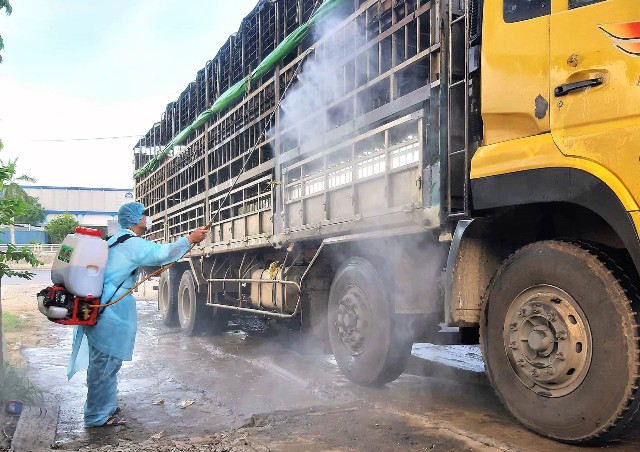 Quảng Nam: Dịch tả lợn châu Phi lây lan tới huyện miền núi Nam Giang