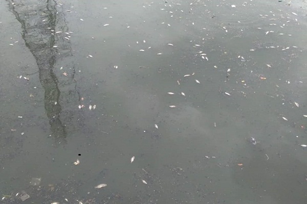 Hà Nội: Cá chết hàng loạt tại khu vực hồ điều hòa công viên Yên Sở - Hình 1