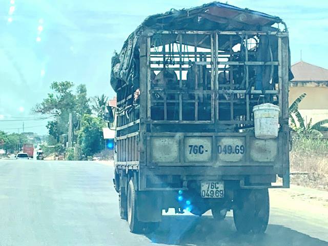 Quảng Ngãi: Dịch tả lợn châu Phi "đổ bộ" lên huyện miền núi Trà Bồng