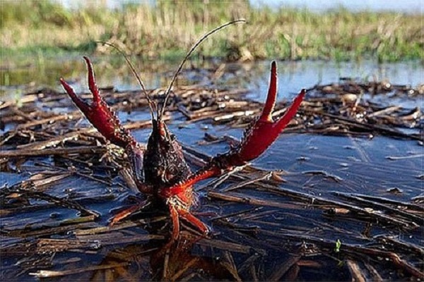 Tăng cường kiểm soát loài tôm hùm nước ngọt thuộc danh mục loài ngoại lai có nguy cơ xâm hại