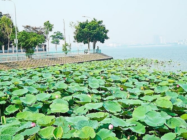 Hà Nội: Chấn chỉnh việc chụp ảnh phản cảm tại các ao sen ở hồ Tây
