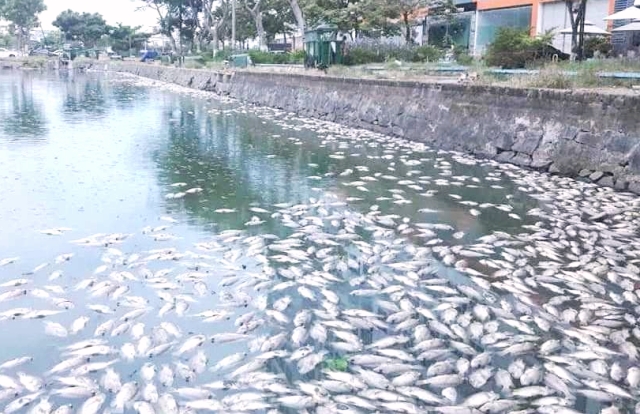Đà Nẵng: Vì sao hàng tấn cá chết trắng 2 hồ điều hòa Thạc Gián - Vĩnh Trung? - Hình 1