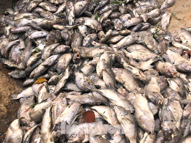 Đà Nẵng: Vì sao hàng tấn cá chết trắng 2 hồ điều hòa Thạc Gián - Vĩnh Trung? - Hình 2