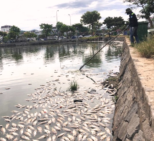 Đà Nẵng: Vì sao hàng tấn cá chết trắng 2 hồ điều hòa Thạc Gián - Vĩnh Trung? - Hình 3