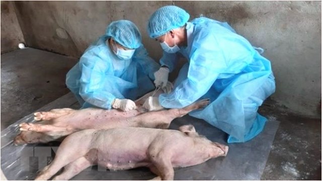 Phú Yên: Tỉnh thứ 58 trên cả nước xuất hiện dịch tả lợn châu Phi - Hình 1