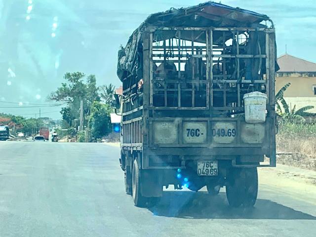 Phú Yên: Tỉnh thứ 58 trên cả nước xuất hiện dịch tả lợn châu Phi - Hình 3