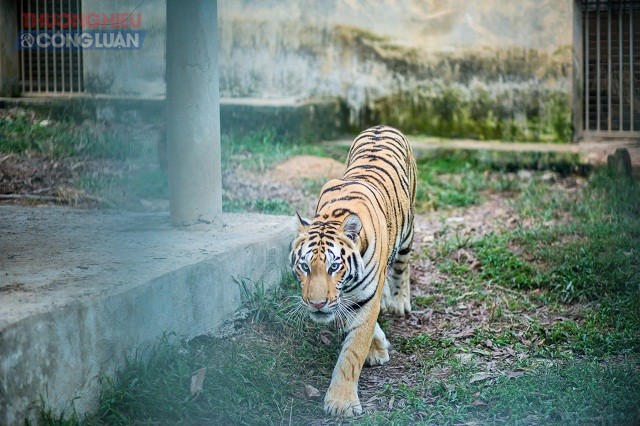 Khu sinh thái Mường Thanh Diễn Lâm (Nghệ An): Hàng nghìn động vật hoang dã làm mê mẩn du khách - Hình 3